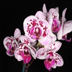 Phalaenopsis OX Delaware  Crossing B S